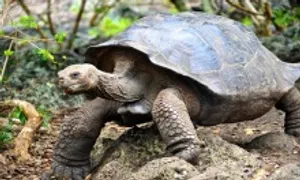 Galapagos từng tiêu diệt dê xâm hại để cứu rùa khổng lồ