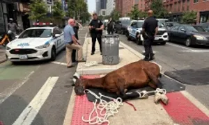 Ngựa kéo xe gục chết trên đường phố New York