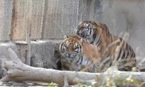 Lập phương án chuyển giao đàn hổ ở Thanh Hóa cho vườn thú