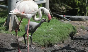 Hồng hạc ở Thảo Cầm Viên sinh con tự nhiên sau 20 năm