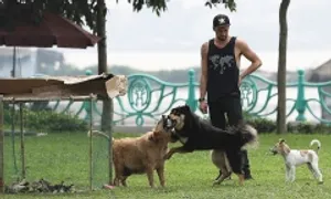 Tăng 3 lần tiền phạt nếu thả rông chó, mèo nơi công cộng